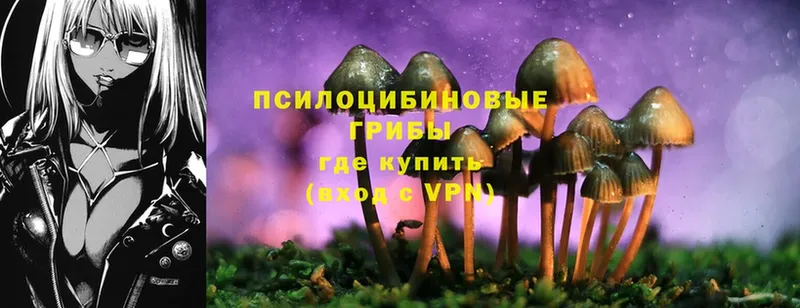 Галлюциногенные грибы MAGIC MUSHROOMS  цена наркотик  Гудермес 